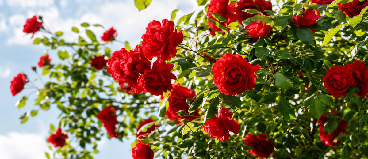 Rozen snoeien