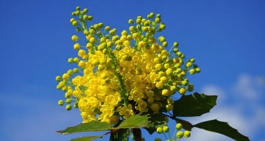 Snoeien de mahonie