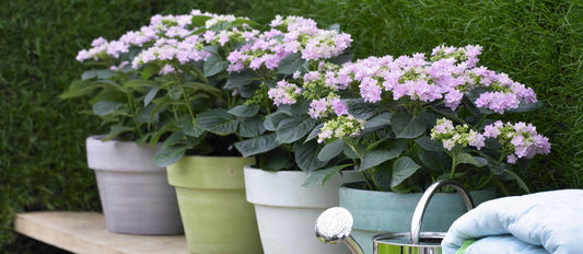 De nieuwste trend voor binnen en buiten: pastelkleurige planten