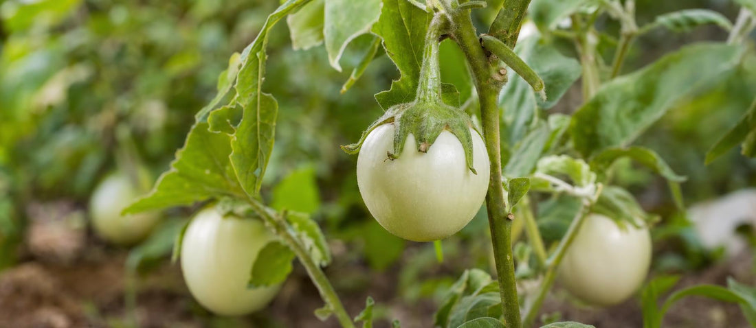 De wereld rond aan de hand van jouw planten