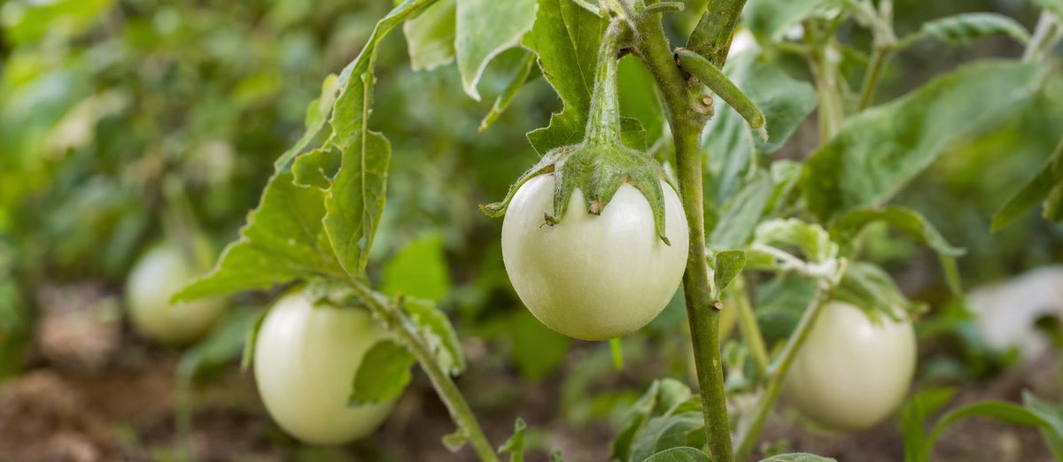 De wereld rond aan de hand van jouw planten