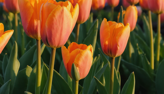 Ontdek de rode tulpen