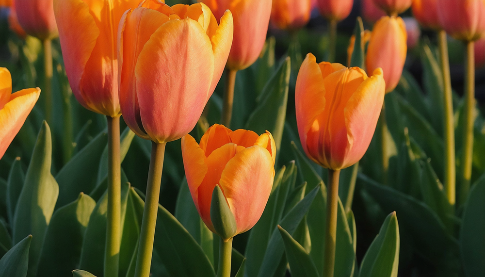 Ontdek de rode tulpen