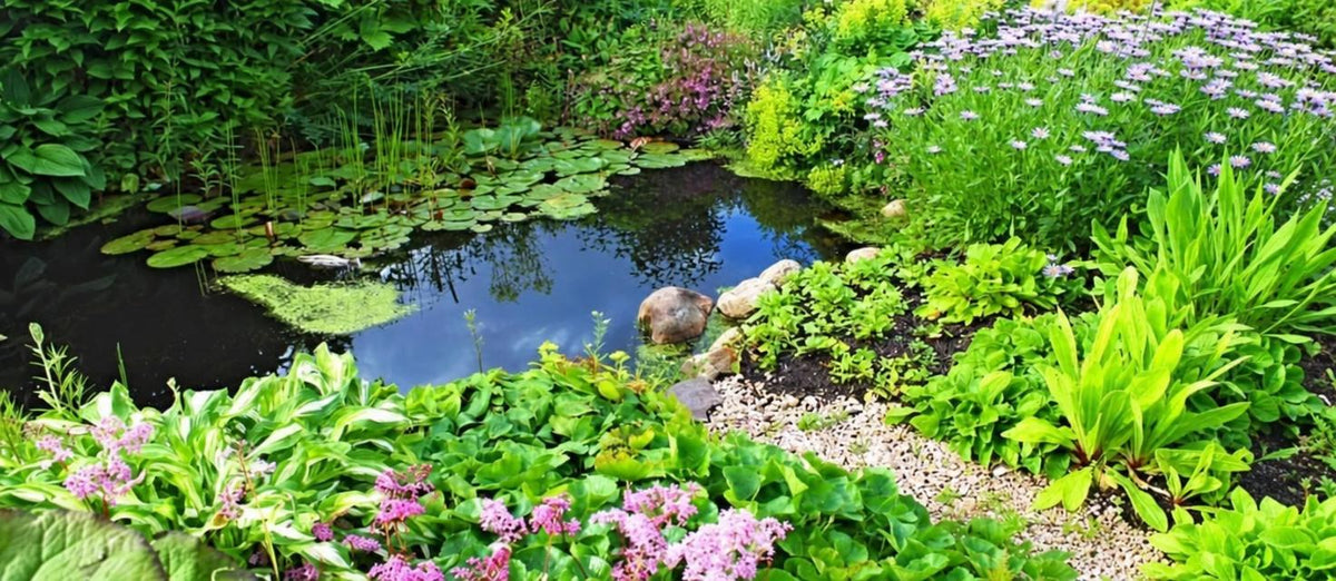 Vijverplanten snoeien