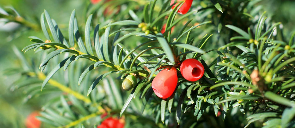 Snoeien de venijnboom (Taxus baccata)