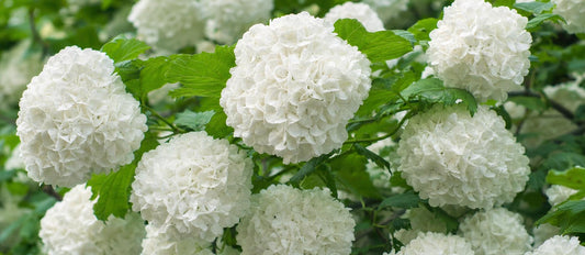 Snoeien de sneeuwbal (Viburnum)