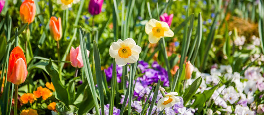 Maak je tuin klaar voor de lente!