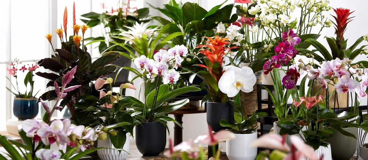 Bloeiende kamerplanten stelen de show in jouw interieur