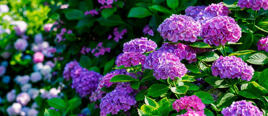 Zo snoei je de boerenhortensia