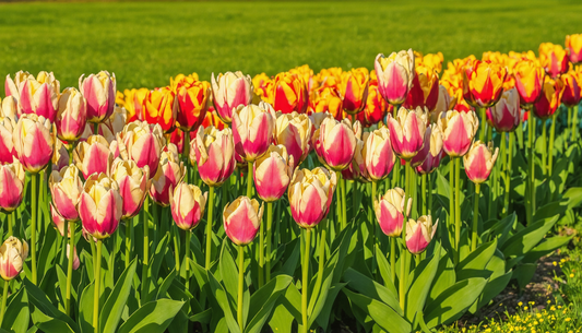 Gele tulpen: volledige gids
