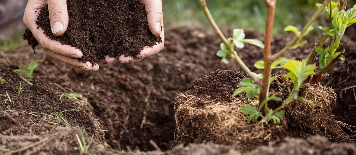 Potgrond, de basis voor jouw groen binnen en buiten