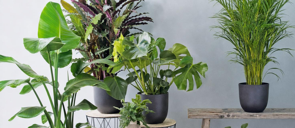 Top Kamerplanten