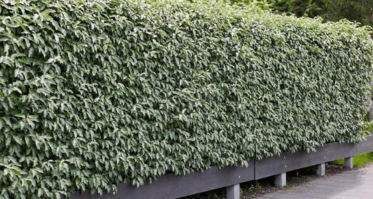 Snoeien de olijfwilg (Elaeagnus Pungens)