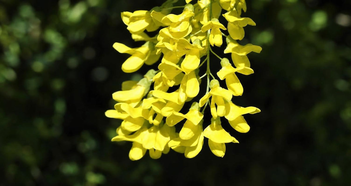 Snoeien de Goude regen (Laburnum)