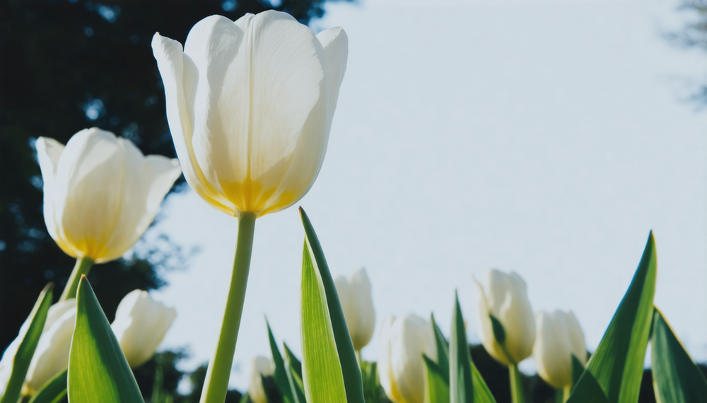 Witte tulpen: symbolen van zuiverheid