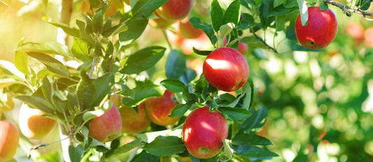 Fruitbomen snoeien: wanneer en hoe?
