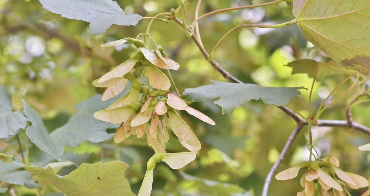 Snoeien de gewone esdoorn (Acer pseudoplatanus)
