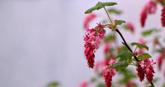 Snoeien de Ribes (Ribes sanguineum)