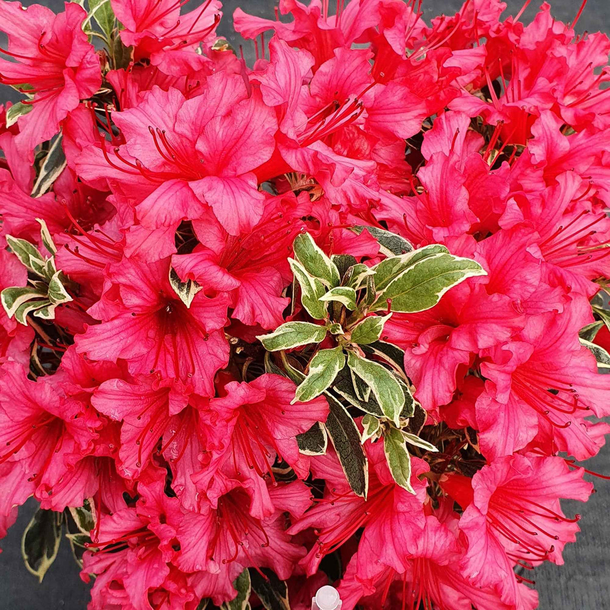 Rhododendron
