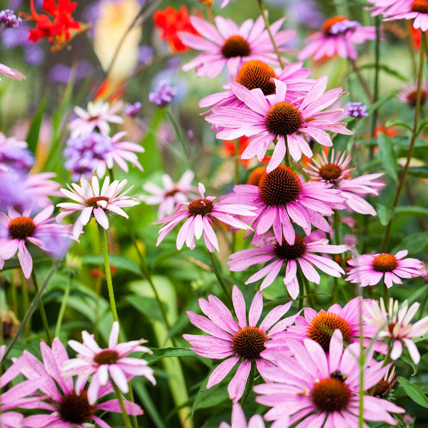 Buphthalmum litvinovii - Litvinov's buphthalme