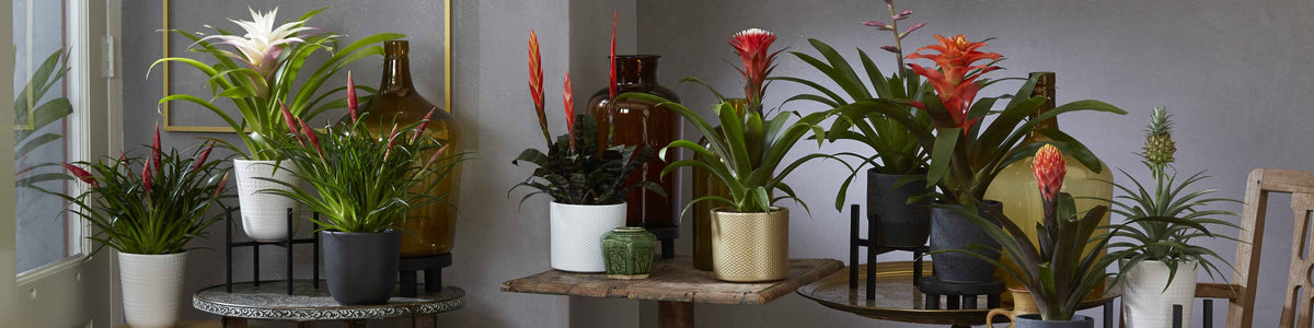 Bromelia