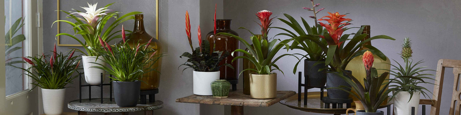 Bromelia