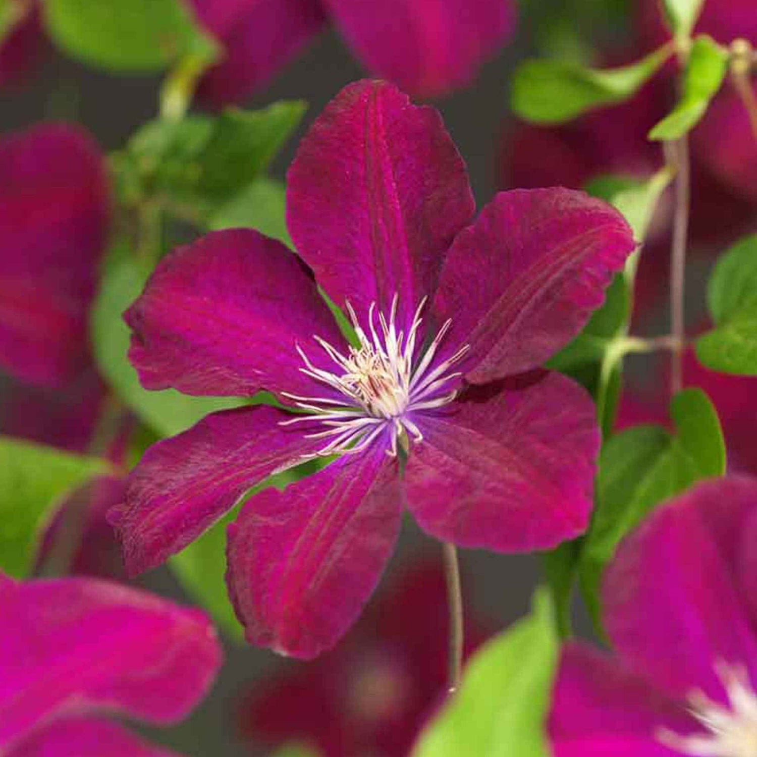 Suzanne met de mooie ogen - Thunbergia