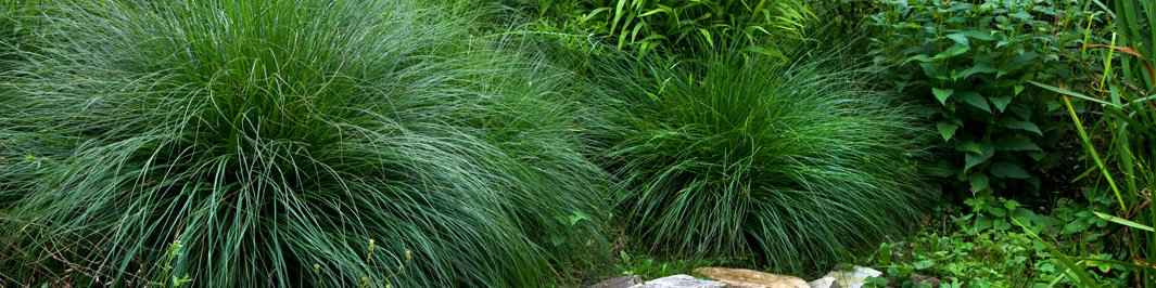 Stipa