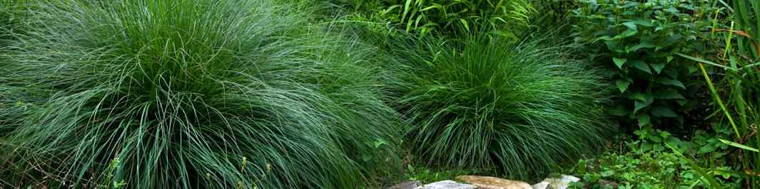 Hoge zegge - Carex elata