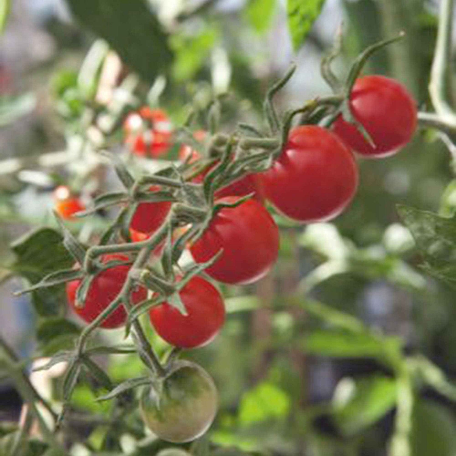 Atriplex