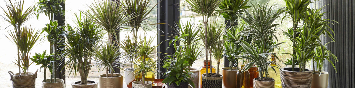 Dracaena cinnabari - Socotradraakboom
