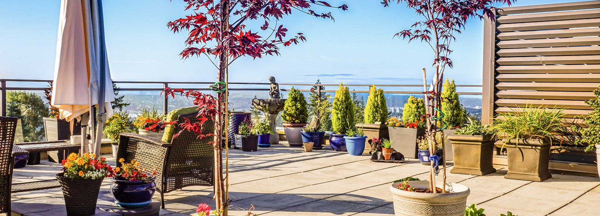 Balkon- en terrasplanten