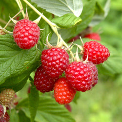 Fruitbomen voor de tuin