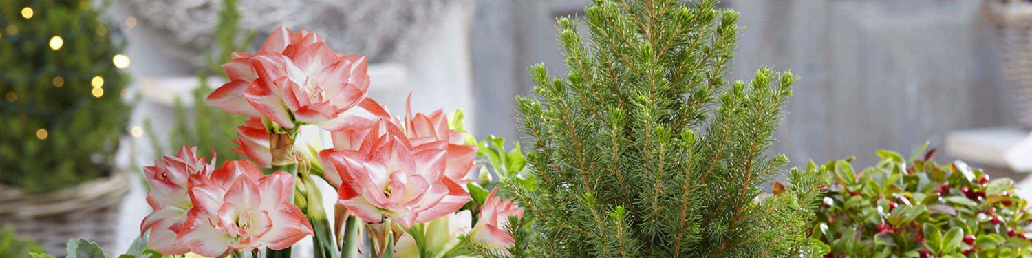 Amaryllis blanda - Zachte amaryllis