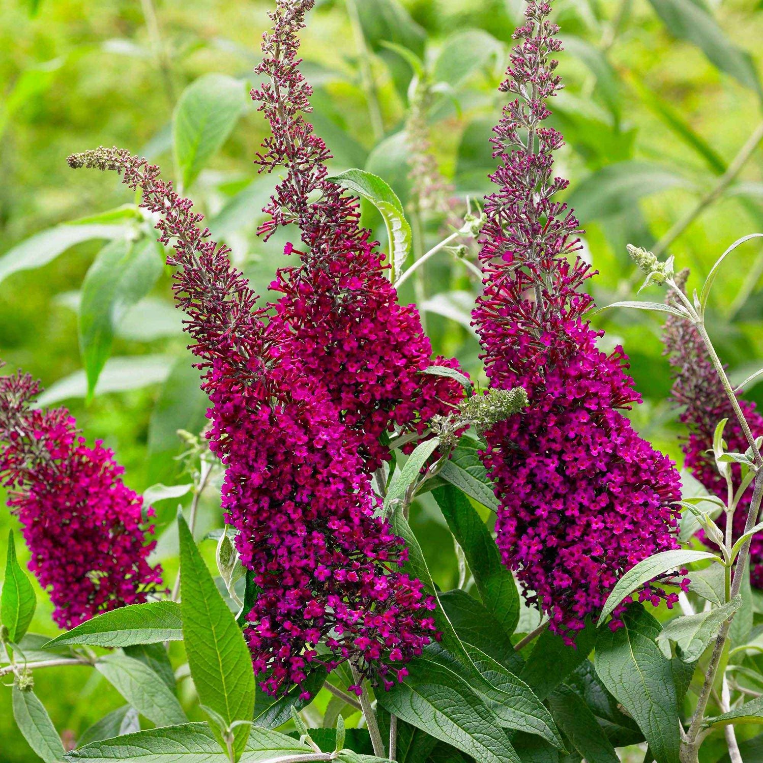 Berberis aquifolium - Hulstbladige mahonie