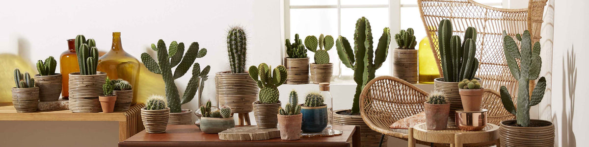 Cactussen en vetplanten
