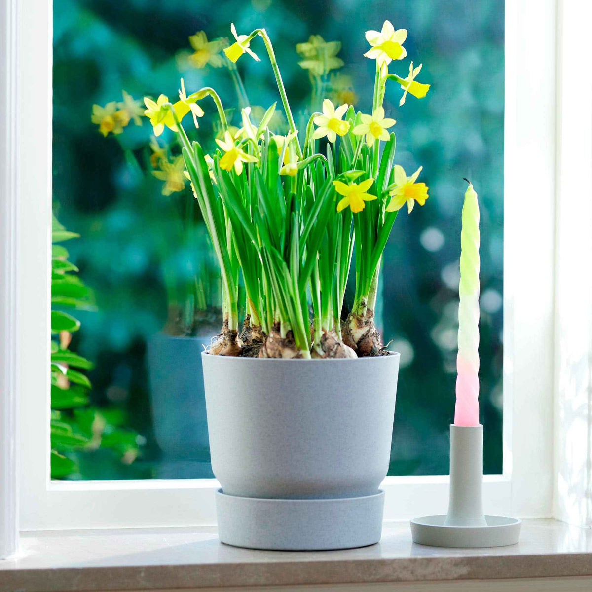 Geveerdbladige winteraconiet - Eranthis pinnatifida