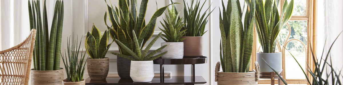 Sansevieria