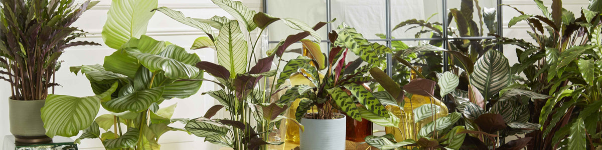 Zebracalathea - Calathea zebrina
