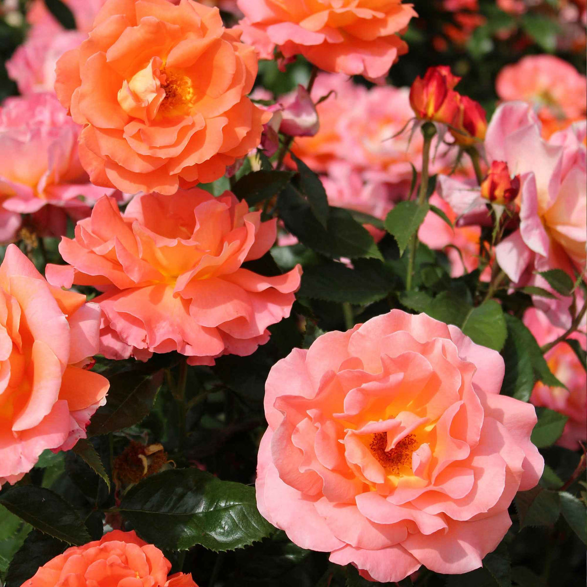 Rozen