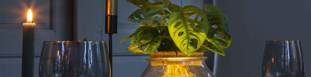 Hydroponische planten