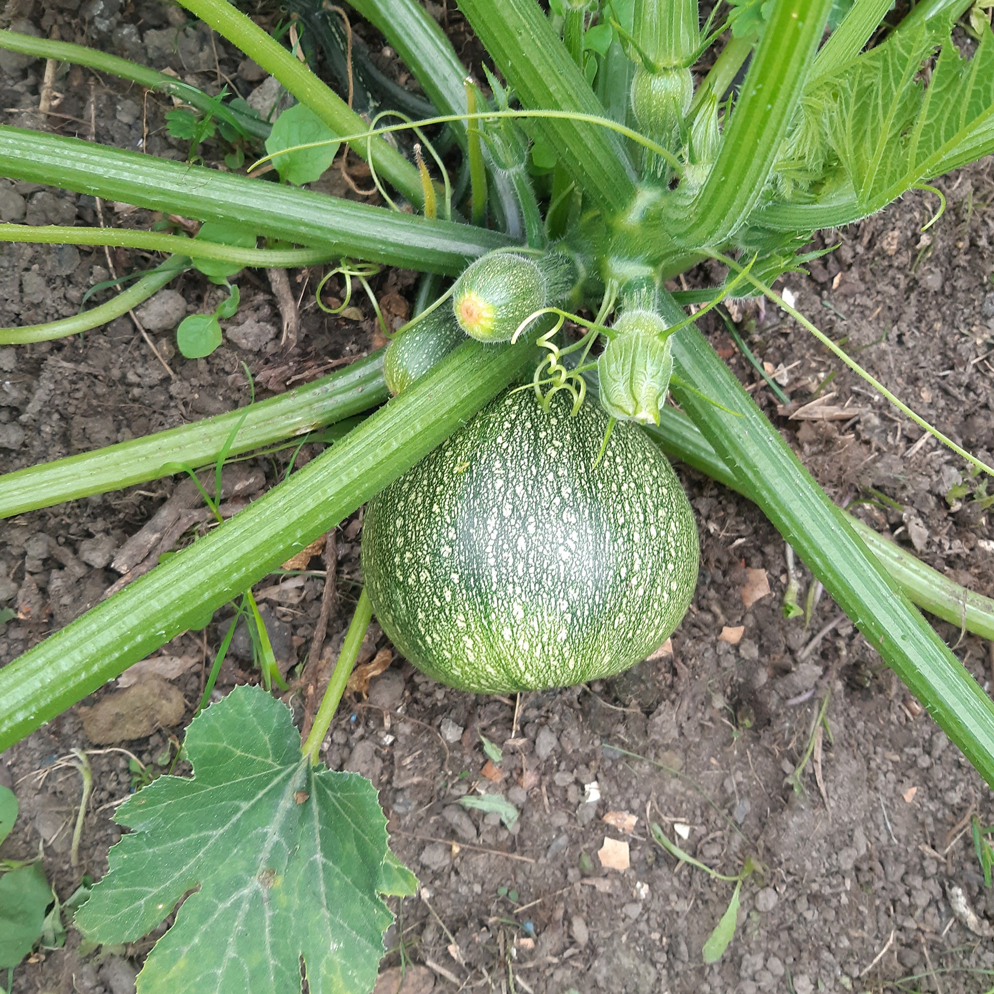 Ronde courgette - Cucurbita pepo de nice à fruits ronds - Groentezaden