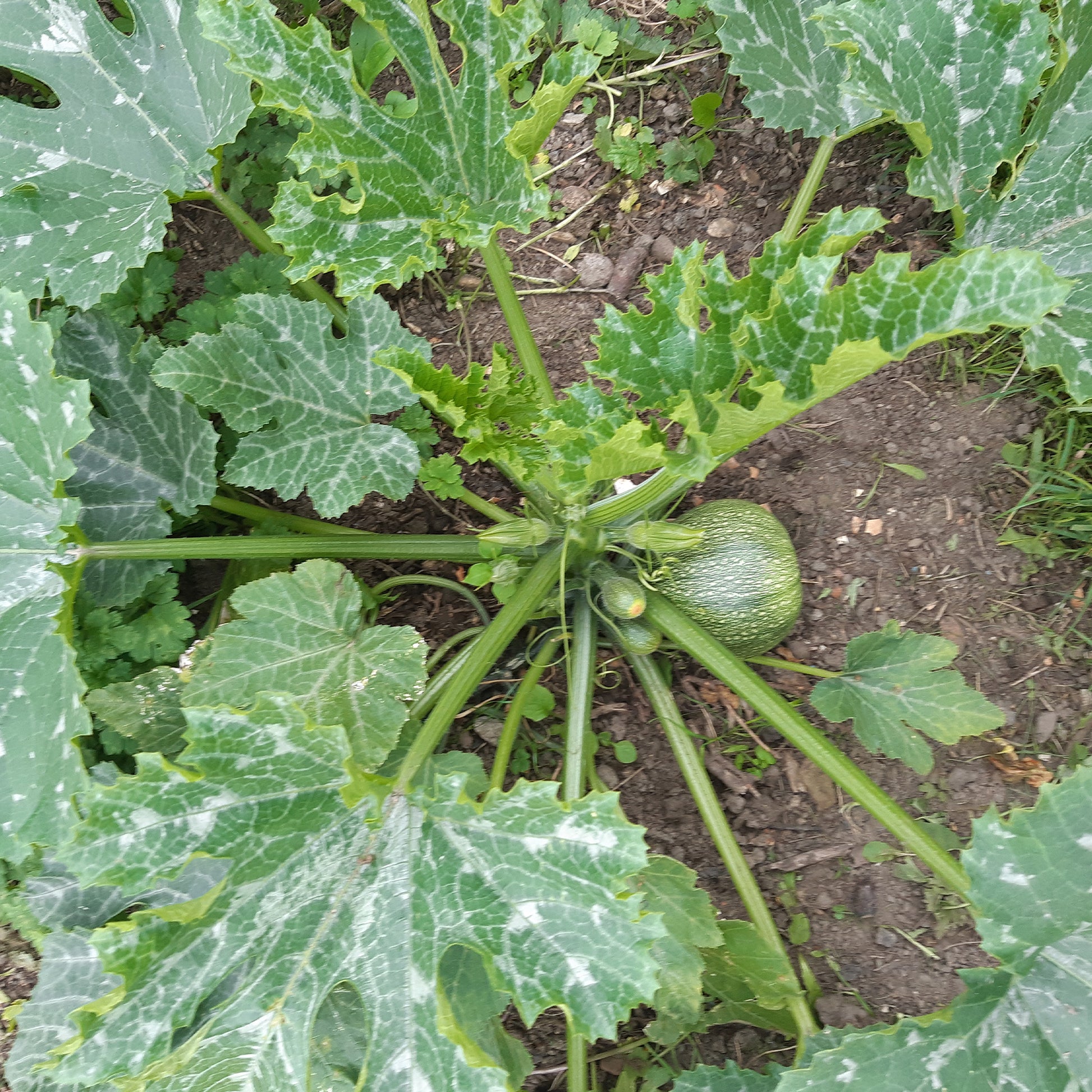 Ronde courgette - Cucurbita pepo de nice à fruits ronds - Groentezaden