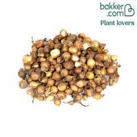 Gele ui 500 gram bloembollen