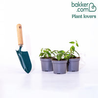 Fuchsia 'Blue Sarah - winterhard (x3)