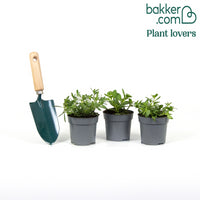 Dubbelbloemige petunia Mix (x3)