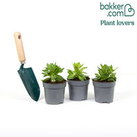 Hangpetunia rood (x3)