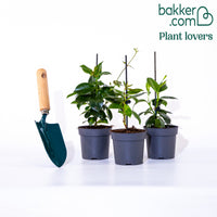 Chileense jasmijn (x3)