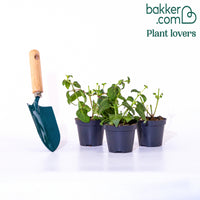 Dubbelbloemige fuchsia 'Bella Rosella' (x3)