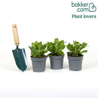 Hangpetunia - roze (x3)